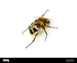 Attēlu rezultāti vaicājumam “Trichius fasciatus”