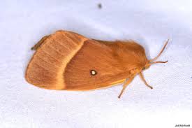 Attēlu rezultāti vaicājumam “Lasiocampa quercus imago”