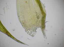 Attēlu rezultāti vaicājumam “Warnstorfia exannulata”