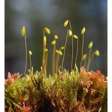 Attēlu rezultāti vaicājumam “Pohlia sphagnicola”