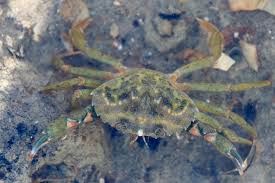 Image result for Carcinus maenas