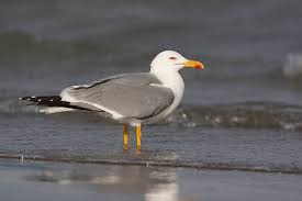 Image result for Larus cachinnans