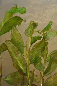 Attēlu rezultāti vaicājumam “Potamogeton lucens leaf”