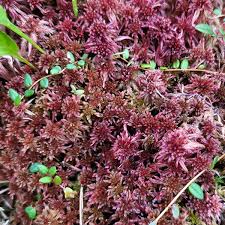 Attēlu rezultāti vaicājumam “Sphagnum rubellum”