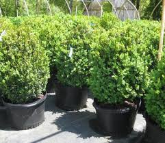 Attēlu rezultāti vaicājumam “Buxus sempervirens”