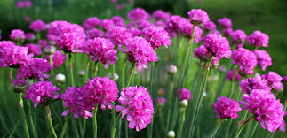 Attēlu rezultāti vaicājumam “Armeria vulgaris flower”