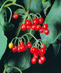 Attēlu rezultāti vaicājumam “Solanum dulcamara fruit”