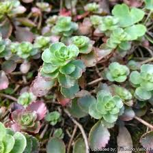 Attēlu rezultāti vaicājumam “Phedimus spurius flower”