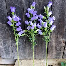 Image result for Campanula medium