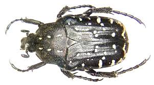 Attēlu rezultāti vaicājumam “Oxythyrea funesta imago”