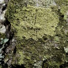 Attēlu rezultāti vaicājumam “Lecanora conizaeoides”