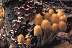 Attēlu rezultāti vaicājumam “Coprinus micaceus”