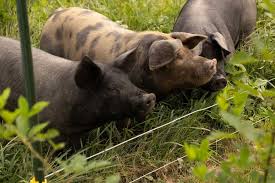 Bildresultat för pigs