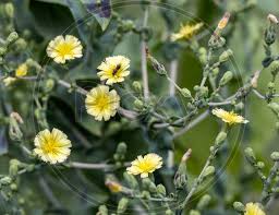 Attēlu rezultāti vaicājumam “Lactuca sativa flower”