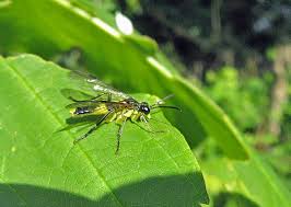 Attēlu rezultāti vaicājumam “Tenthredo scrophulariae exuvia”