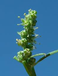 Attēlu rezultāti vaicājumam “Chenopodium album flower”