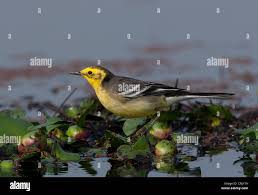 Attēlu rezultāti vaicājumam “Motacilla citreola male”