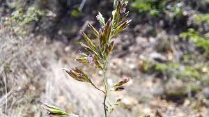 Attēlu rezultāti vaicājumam “Poa remota leaf”