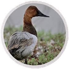 Image result for Aythya valisineria