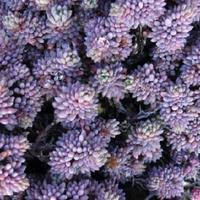 Attēlu rezultāti vaicājumam “Sedum hispanicum fruit”