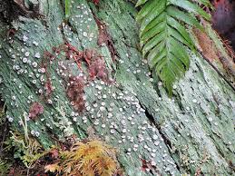 Attēlu rezultāti vaicājumam “Icmadophila ericetorum”