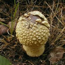 Attēlu rezultāti vaicājumam “Amanita regalis”