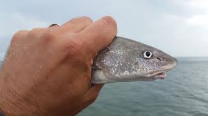 Image result for Menticirrhus littoralis