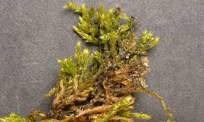 Attēlu rezultāti vaicājumam “Brachythecium salebrosum sporophyte”