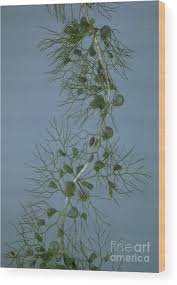 Attēlu rezultāti vaicājumam “Utricularia vulgaris”