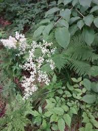 Attēlu rezultāti vaicājumam “Syringa reticulata subsp. amurensis”