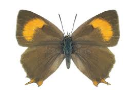 Attēlu rezultāti vaicājumam “Thecla betulae female”