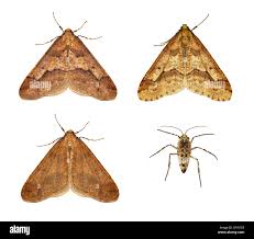 Attēlu rezultāti vaicājumam “Erannis defoliaria”