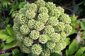 Image result for Angelica archangelica