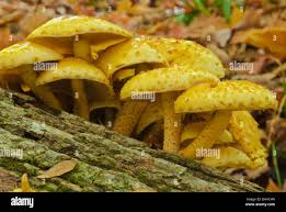 Attēlu rezultāti vaicājumam “Pholiota squarrosoides”