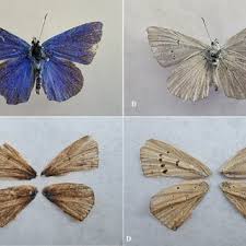 Attēlu rezultāti vaicājumam “Phengaris arion upperside”