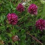 Attēlu rezultāti vaicājumam “Trifolium alpestre leaf”