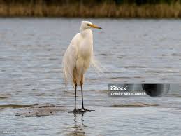 Attēlu rezultāti vaicājumam “Egretta alba”