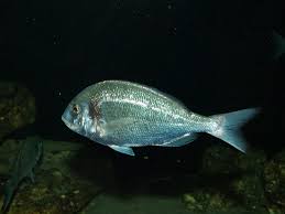 Image result for Sparus aurata