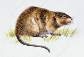 Attēlu rezultāti vaicājumam “Ondatra zibethicus”