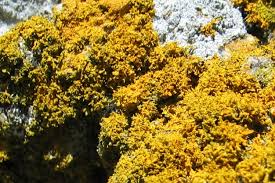 Attēlu rezultāti vaicājumam “Xanthoria candelaria”