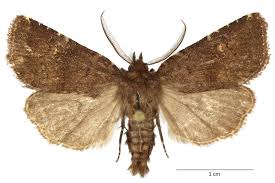 Attēlu rezultāti vaicājumam “Rusina ferruginea female”