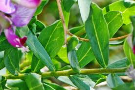 Attēlu rezultāti vaicājumam “Polygala comosa leaf”