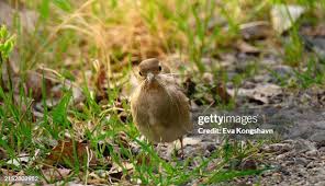 Attēlu rezultāti vaicājumam “Fringilla coelebs nest”