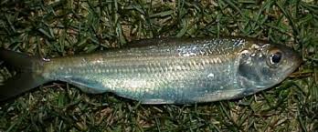 Image result for Alosa pseudoharengus