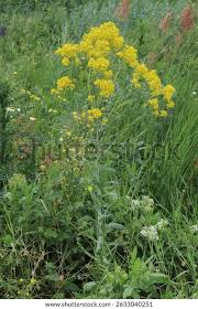 Image result for Isatis tinctoria