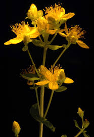 Attēlu rezultāti vaicājumam “Hypericum maculatum”