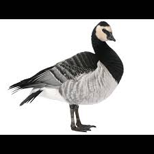 Attēlu rezultāti vaicājumam “Branta leucopsis adult”