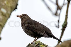 Attēlu rezultāti vaicājumam “Turdus merula female”