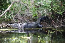 Image result for Alligator mississippiensis