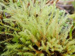 Attēlu rezultāti vaicājumam “Pohlia”